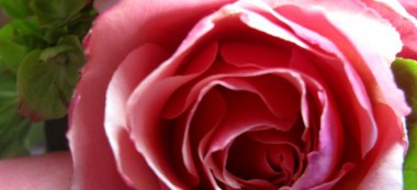 Le PS fontenaysien lance sa campagne avec la Fête de la rose
