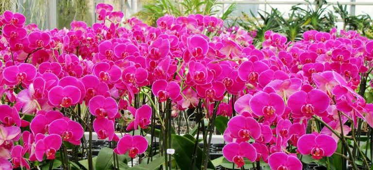 Boissy : les orchidées Vacherot-Lecoufle revendiquent leur made in France