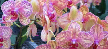 Portes ouvertes et ateliers rempotage aux orchidées Lecoufle