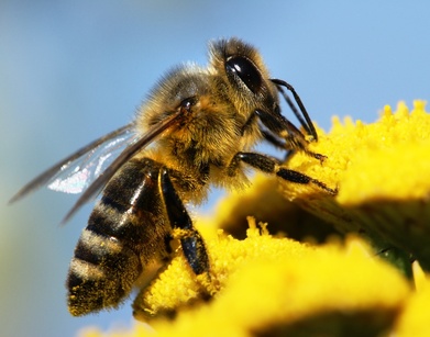 Communiquer avec les abeilles au parc des Hautes-Bruyères