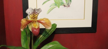 La maison Lecoufle crée une orchidée pour l’anniversaire d’André Lenôtre