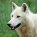 Portrait de loup blanc