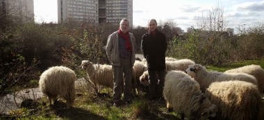 Campagne insolite : Alain Fresko et Robert Schmitz promènent leurs moutons