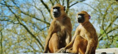 Zoo de Vincennes : les singes s’évadent de leur enclos
