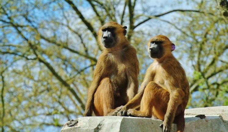 En direct - Pourquoi en veut-on aux singes du zoo de La Barben ?