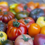 Anciennes varietes de tomate © auryndrikson - Fotolia.com