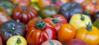 150 variétés de tomates à la Fête du jardinier amateur de Thiais