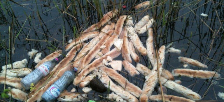 Stop au largage de pain sur le lac de Créteil