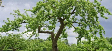 Concours de photos d’arbres à Fontenay-sous-Bois