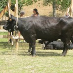 Vache noire