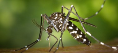 Moustique tigre en Val-de-Marne : deux opérations insecticides à Maisons-Alfort et Choisy-le-Roi