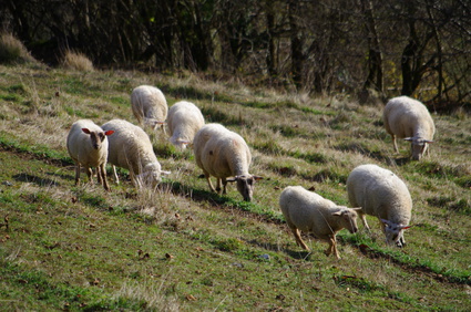 2000 carcasses de mouton prêtes à commander pour l’Aïd en Val-de-Marne