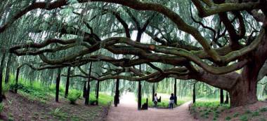 Les plus beaux arbres de l’année 2015 exposés au Parc floral