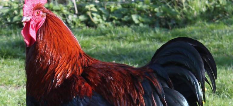 Les poules du Val-de-Marne primées à l’exposition européenne d’animaux de basse-cour