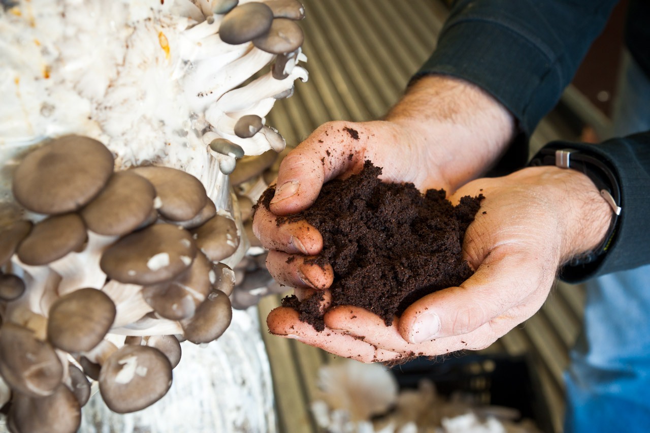 Marc de cafe pour cultiver des champignons dans un container champignonniere, projet U-FARM