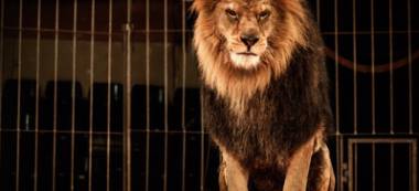 Une citoyenne fait signer des centaines de pétitions contre les cirques animaliers à Saint-Maur-des-Fossés