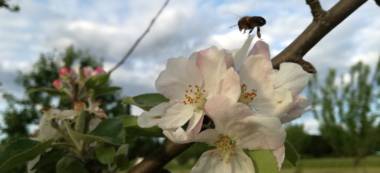 Maisons-Alfort: l’Anses veille sur les abeilles