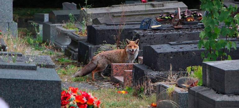 Une famille de renards au cimetière parisien d’Ivry
