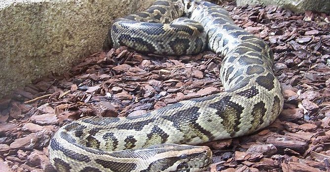 Marolles-en-Brie : un python s’est-il fait la malle ?