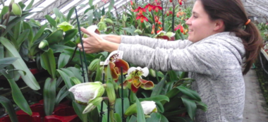 Transition familiale en douceur pour les orchidées Vacherot-Lecoufle