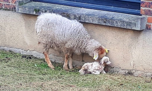 Naissance d’un agneau à l’hôpital intercommunal de Créteil