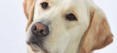 Appel aux dons pour Monty, le millième chien guide de l’école de Paris