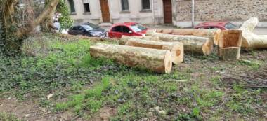 Polémique à Orly : les tronçonneuses ont débarqué au bois Grignon