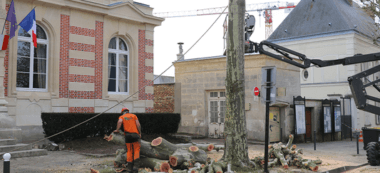 Les platanes devant la mairie de Boissy-Saint-Léger abattus