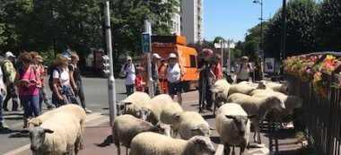 Transhumance de moutons dans le Grand Paris