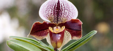Boissy-Saint-Léger: l’orchidée Léonard de Vinci est éclose