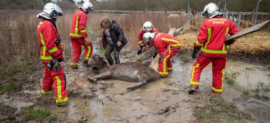 Chennevières-sur-Marne : les pompiers secourent un âne enlisé dans la boue