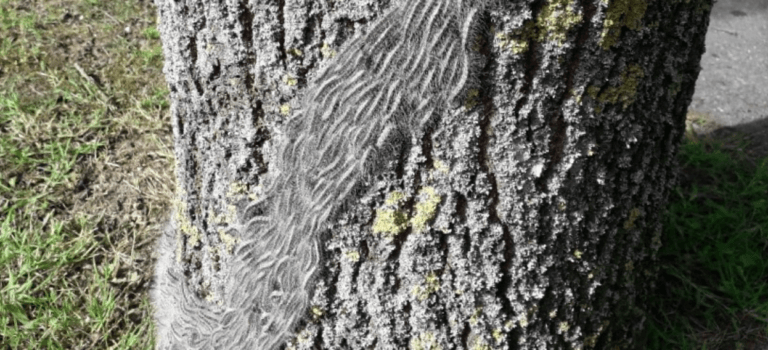 Chenilles urticantes: fermeture d’espaces verts à Chennevières, Sucy et La Queue-en-Brie