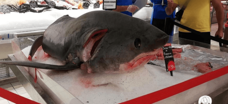 Leclerc s’excuse après la vente d’un requin d’espèce menacée à Vitry-sur-Seine