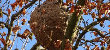 Créteil: impressionnant nid de frelons au bras du Chapitre