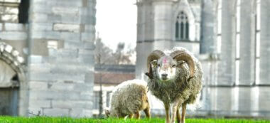 Des moutons sur les pelouses du château de Vincennes
