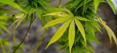 Consultation citoyenne sur l’usage du cannabis récréatif