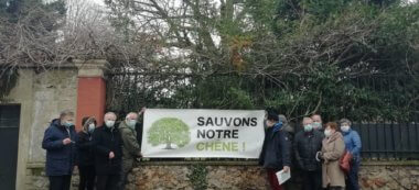 Saint-Maur-des-Fossés: les habitants mobilisés pour sauver le chêne quadri-centenaire