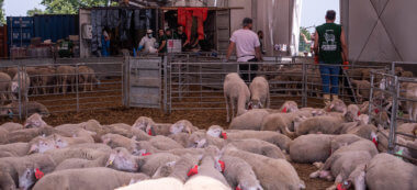 A Dugny, les fidèles se pressent pour récupérer leur mouton de l’Aïd