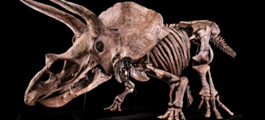Big John: le tricératops géant exposé et mis aux enchères à Paris