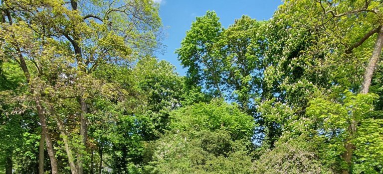 Le Val-de-Marne lance son plan 50 000 arbres