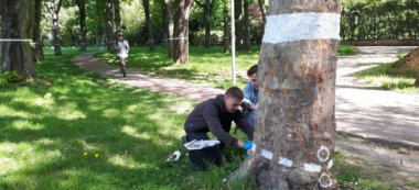 Vitry-sur-Seine: ils veulent sauver les arbres centenaires du lycée Chérioux