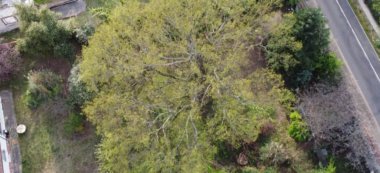 A Saint-Maur-des-Fossés,  nouvelle mobilisation pour protéger le très vieux chêne