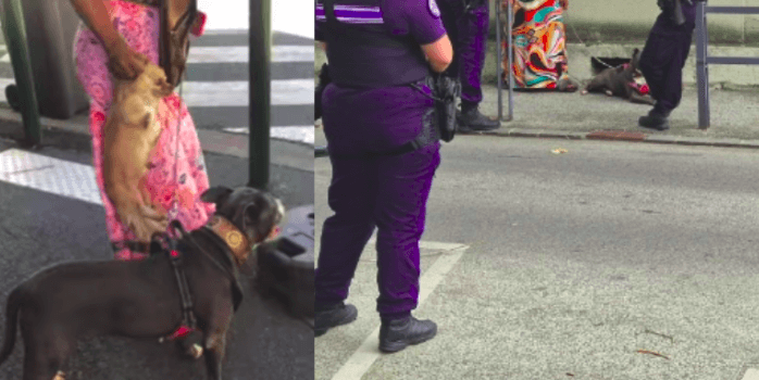 Alfortville : la maîtresse de deux chiens maltraités entendue par la police