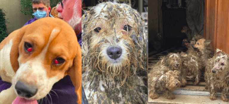 Maisons-Alfort : 76 chiens sauvés de la maltraitance