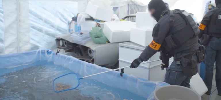 Un élevage clandestin d’anguilles saisi à Valenton – Villeneuve-Saint-Georges