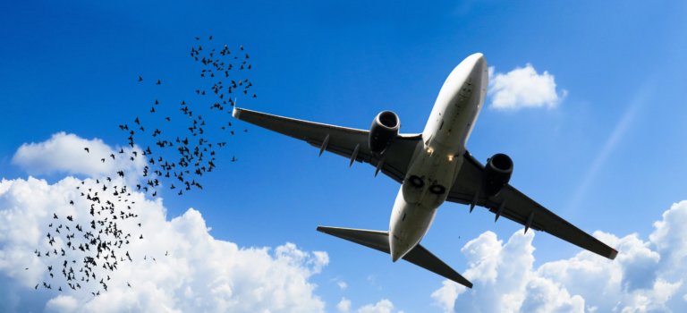 Comment l’aéroport d’Orly évite les collisions d’avions avec les oiseaux