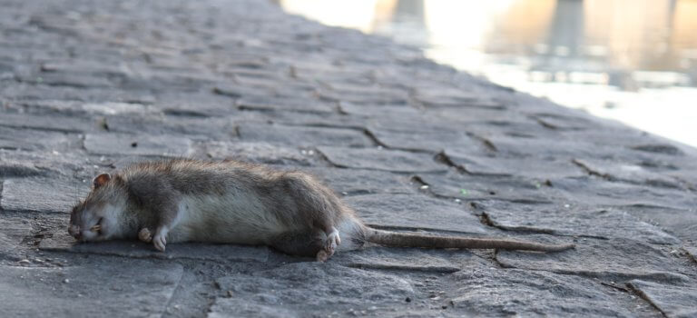 Paris planche sur comment cohabiter avec ses rats