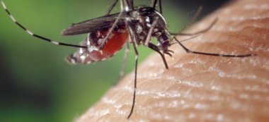 Grosse opération démoustication à Limeil-Brévannes après le 1er cas de dengue autochtone d’Ile-de-France