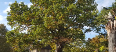 Le Grand Chêne de Saint-Maur-des-Fossés distingué “Arbre remarquable de France”