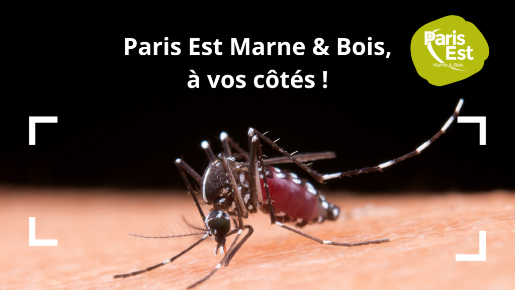 Gare aux moustiques tigres ! - Ville de Paris